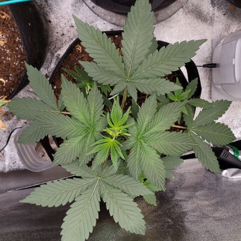 Eve growlog timeline photo