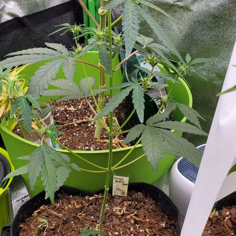 Bonnibel growlog timeline photo