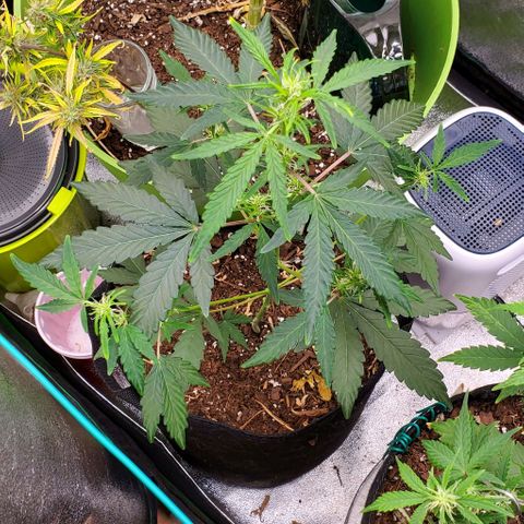 Bonnibel growlog timeline photo
