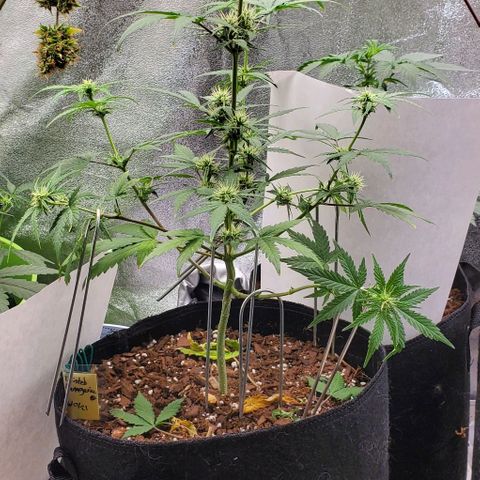 Corkscrew growlog timeline photo