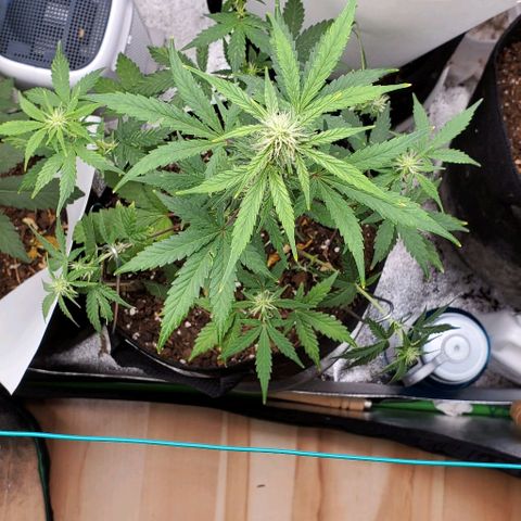 Corkscrew growlog timeline photo