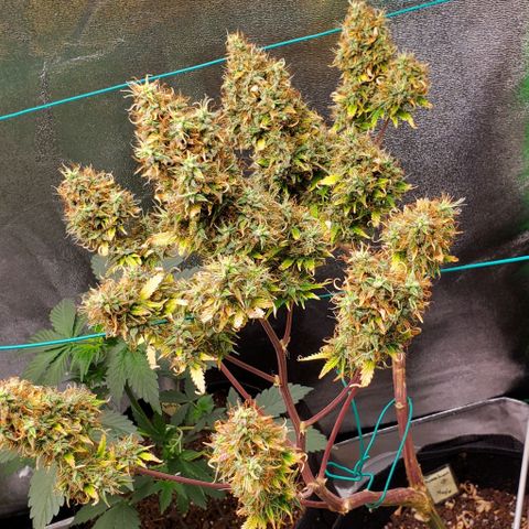 Bubbletwin Candy growlog timeline photo