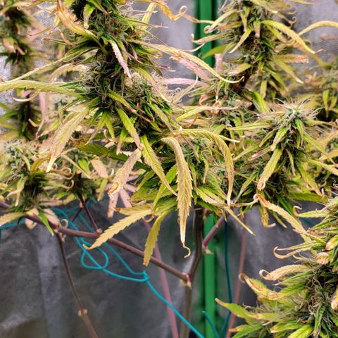 Starla growlog timeline photo