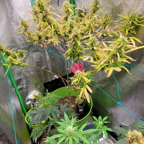 Starla growlog timeline photo