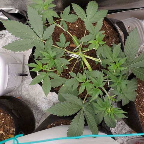 Eve growlog photo: She had flexibility still, so I began training last night. Doing very well. 