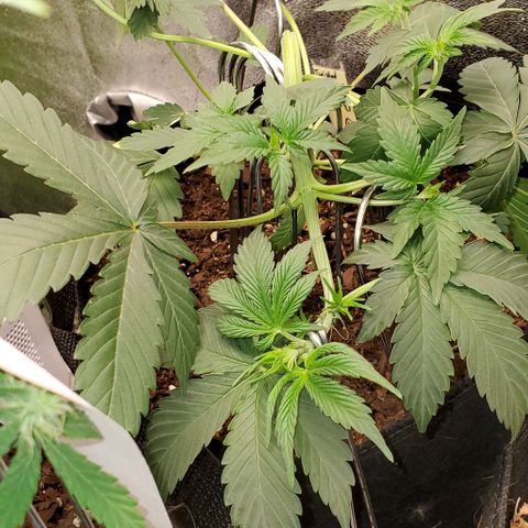 Eve growlog photo: She had flexibility still, so I began training last night. Doing very well. 