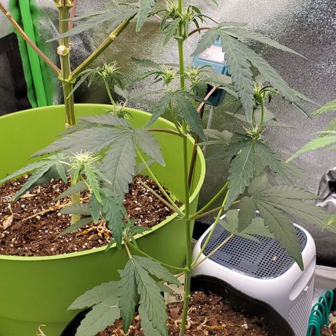 Bonnibel growlog timeline photo