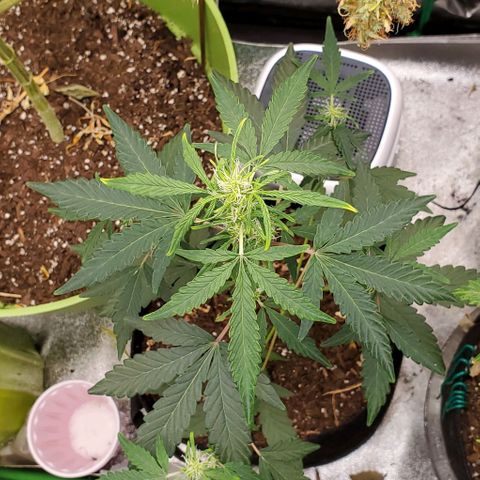 Bonnibel growlog timeline photo