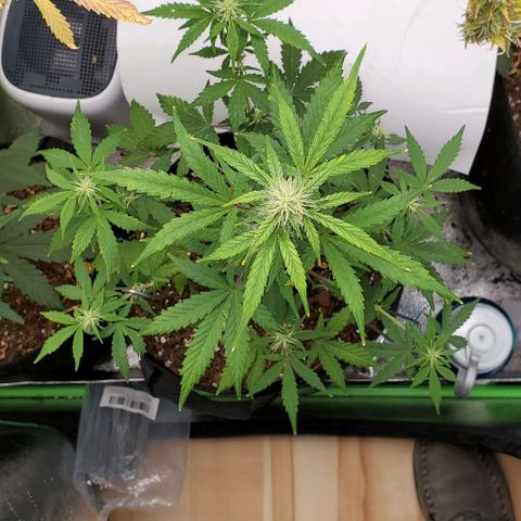 Corkscrew growlog timeline photo