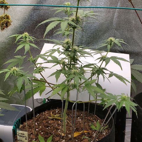 Corkscrew growlog timeline photo