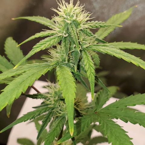 Corkscrew growlog timeline photo