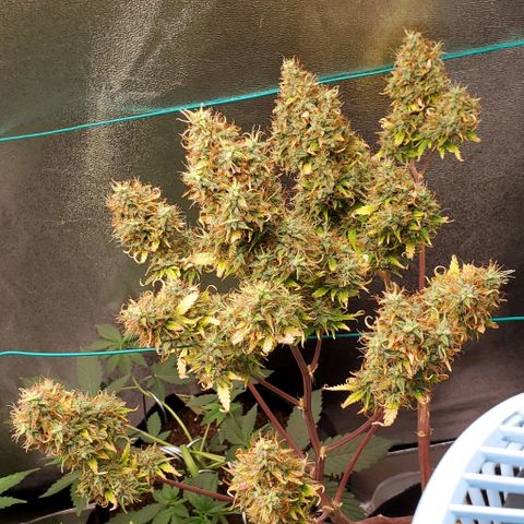 Bubbletwin Candy growlog timeline photo