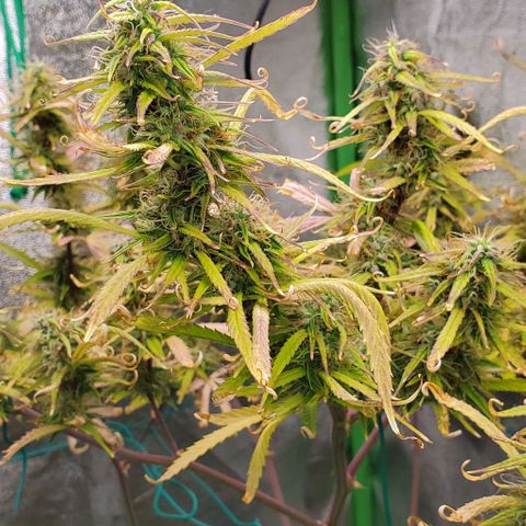 Starla growlog timeline photo