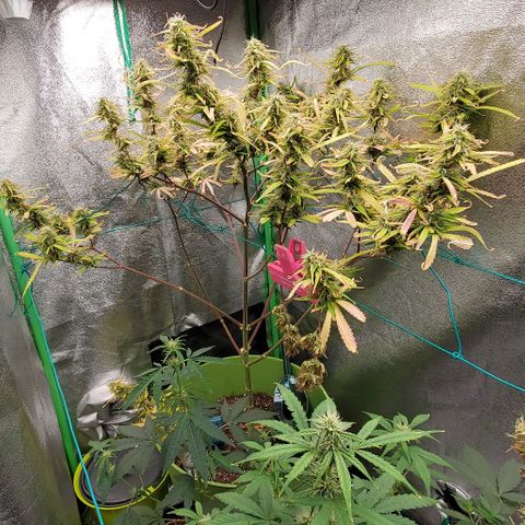 Starla growlog timeline photo