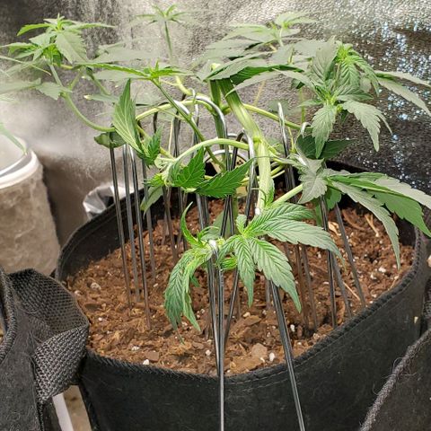 Eve growlog timeline photo