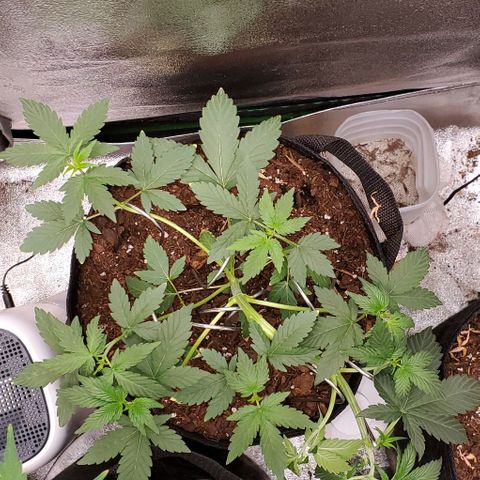 Eve growlog timeline photo