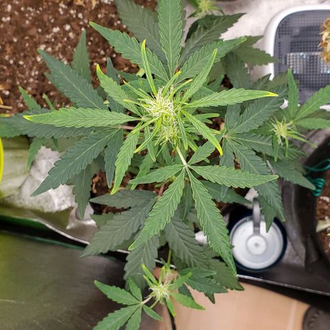 Bonnibel growlog timeline photo
