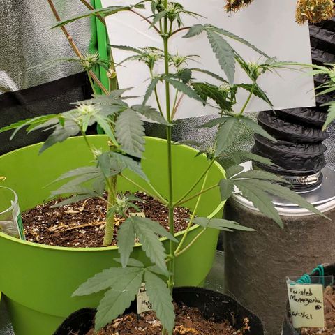 Bonnibel growlog timeline photo