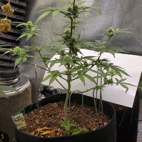 Corkscrew growlog timeline photo