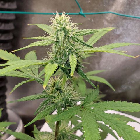 Corkscrew growlog timeline photo