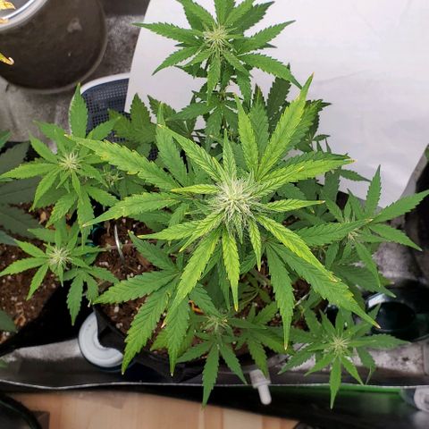 Corkscrew growlog timeline photo