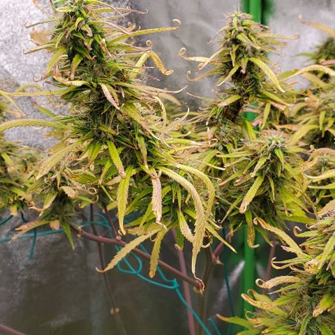 Starla growlog timeline photo