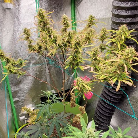 Starla growlog timeline photo