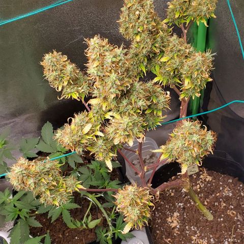 Bubbletwin Candy growlog timeline photo