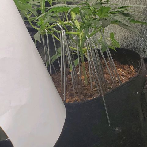 Eve growlog timeline photo