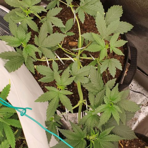 Eve growlog timeline photo
