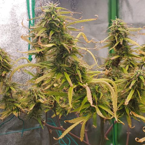 Starla growlog timeline photo