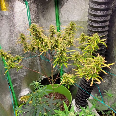 Starla growlog timeline photo