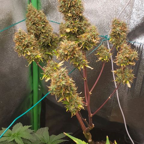 Bubbletwin Candy growlog timeline photo