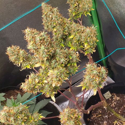 Bubbletwin Candy growlog timeline photo