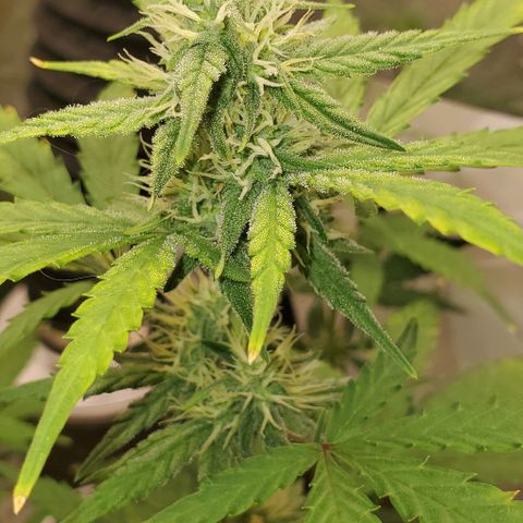 Corkscrew growlog timeline photo