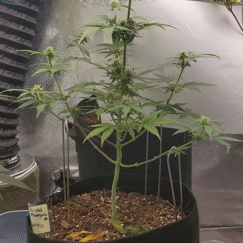 Corkscrew growlog timeline photo