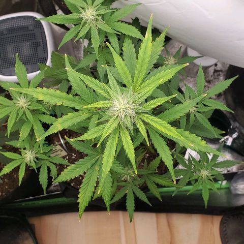 Corkscrew growlog timeline photo