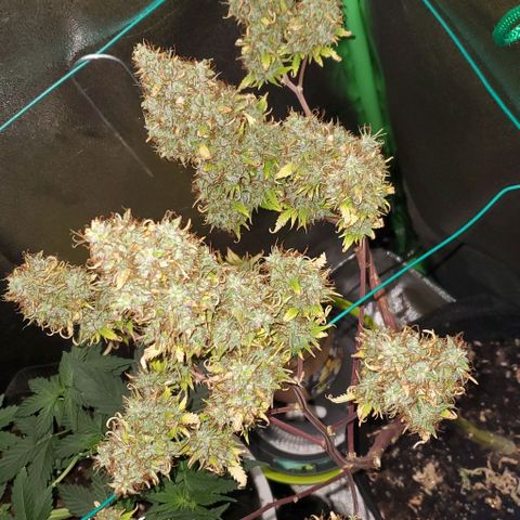 Bubbletwin Candy growlog timeline photo