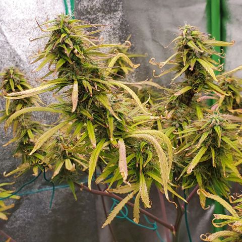 Starla growlog timeline photo