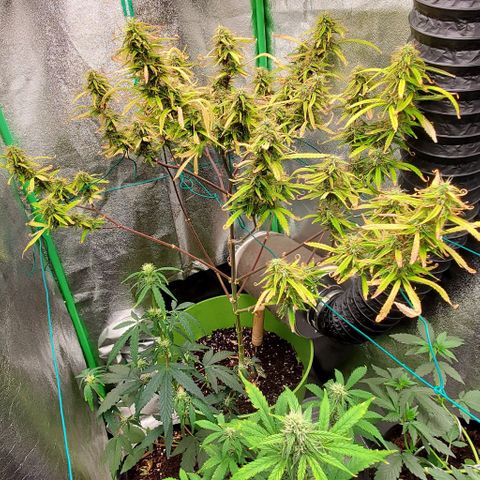 Starla growlog timeline photo