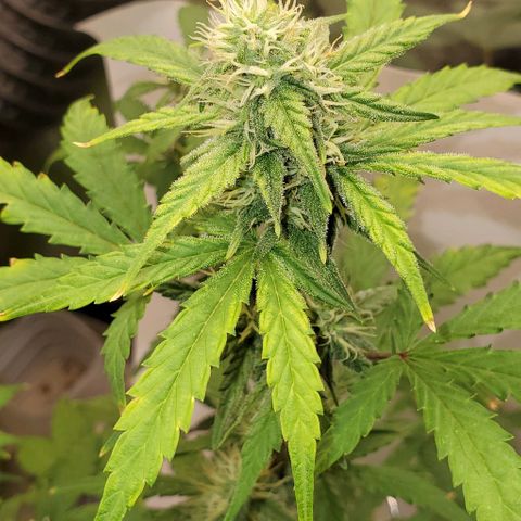 Corkscrew growlog timeline photo