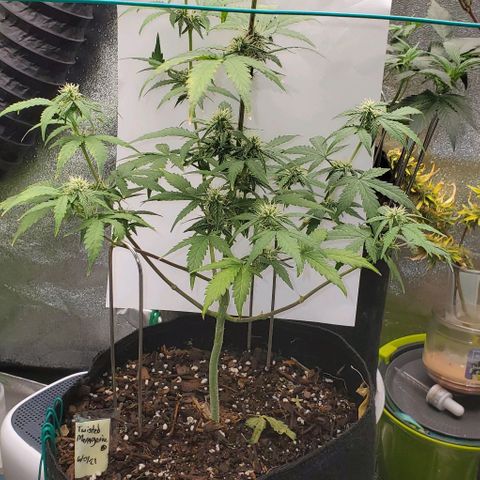 Corkscrew growlog timeline photo