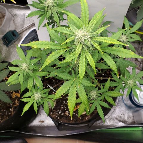 Corkscrew growlog timeline photo