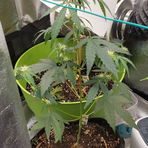 Bonnibel growlog timeline photo