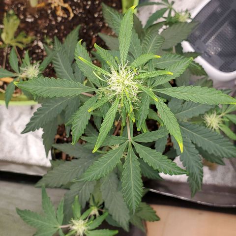 Bonnibel growlog timeline photo