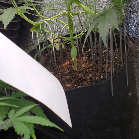 Eve growlog timeline photo