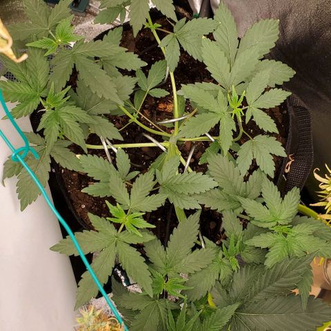Eve growlog timeline photo
