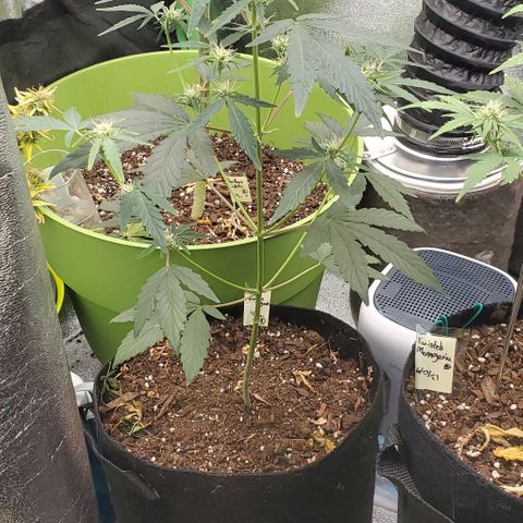 Bonnibel growlog timeline photo