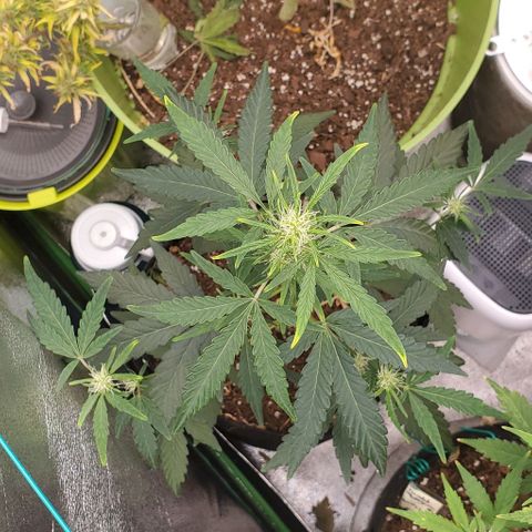 Bonnibel growlog timeline photo