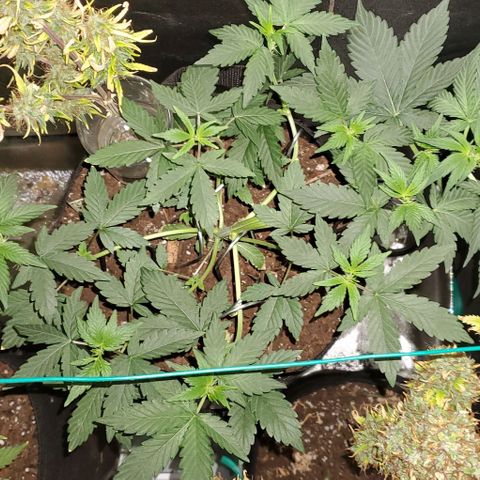 Eve growlog timeline photo